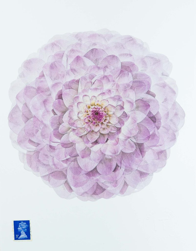 flowers, photography, drawing and watercolor
