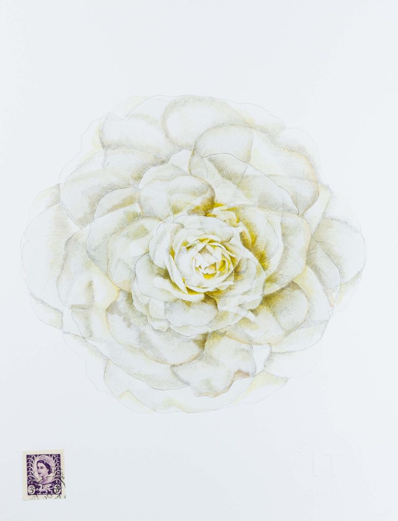 flowers, photography, drawing and watercolor
