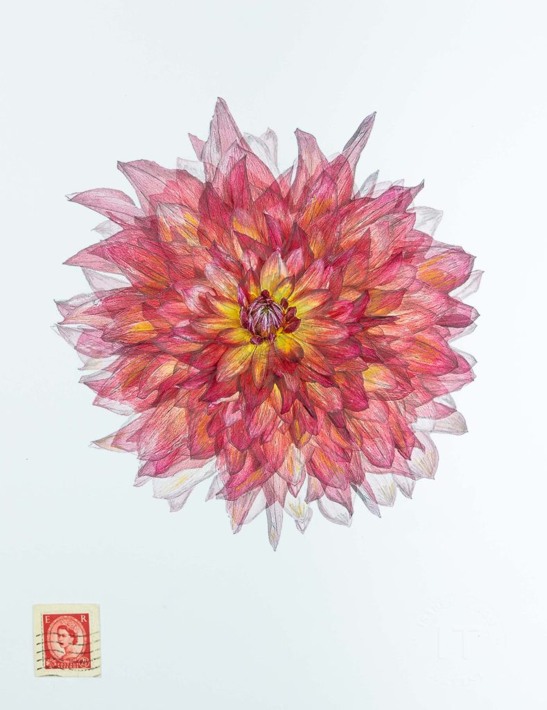 flowers, photography, drawing and watercolor
