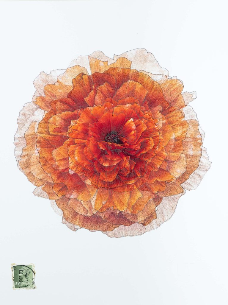 flowers, photography, drawing and watercolor